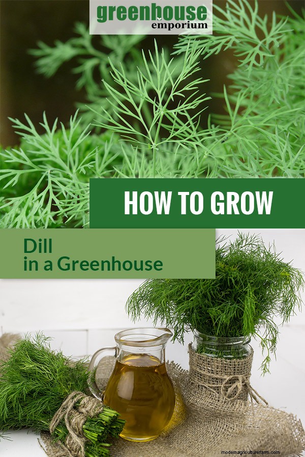 Greenhouse Gardening – How to Grow Dill?