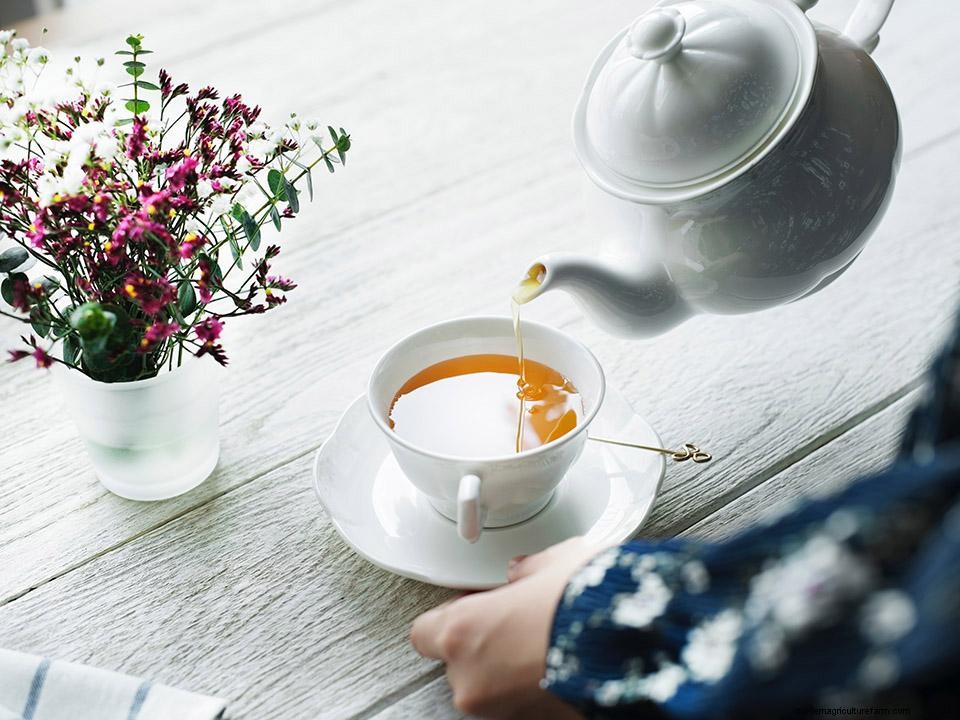 Greenhouse Gardening – How to Grow Oregano?