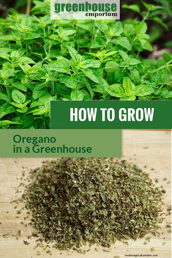 Greenhouse Gardening – How to Grow Oregano?