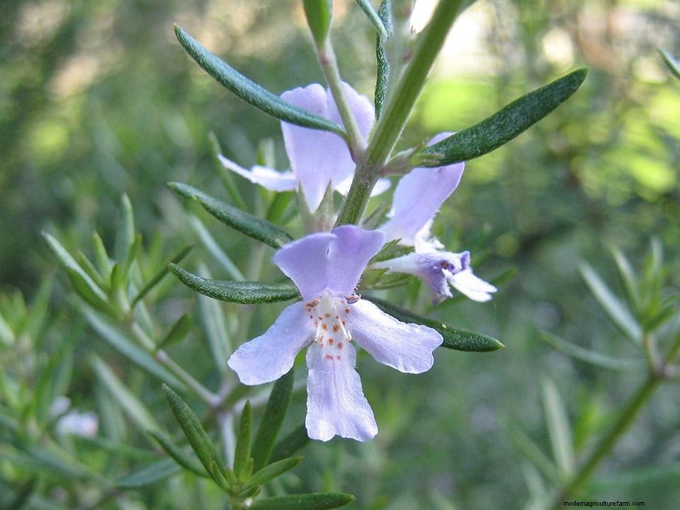 Greenhouse Gardening – How to Grow Rosemary?