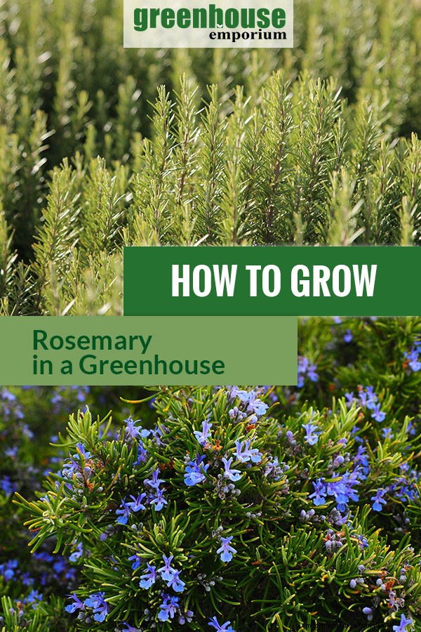 Greenhouse Gardening – How to Grow Rosemary?