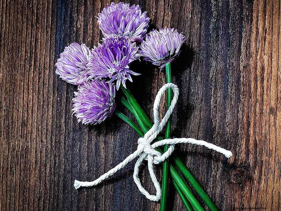 Greenhouse Gardening – How to Grow Chives?