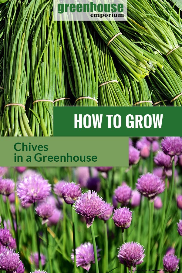 Greenhouse Gardening – How to Grow Chives?