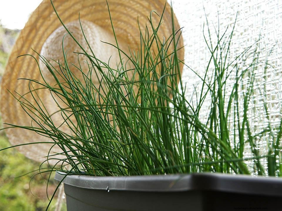 Greenhouse Gardening – How to Grow Chives?