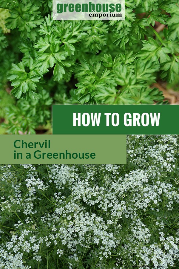 Greenhouse Gardening – How to Grow Chervil?