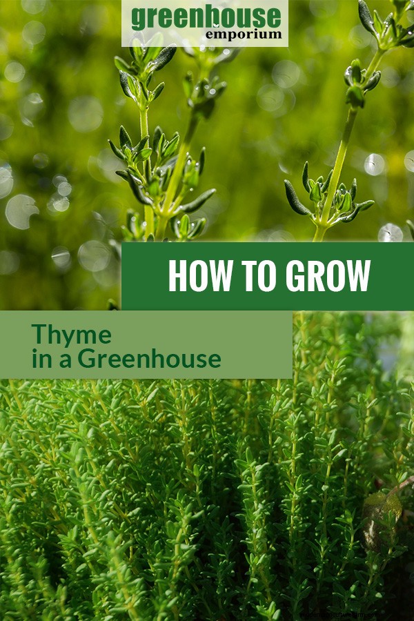 Greenhouse Gardening – How to Grow Thyme?
