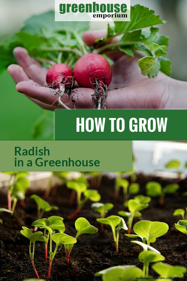 Greenhouse Gardening – How to Grow Radish?