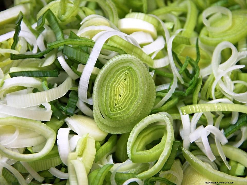 Greenhouse Gardening – How to Grow Leek?