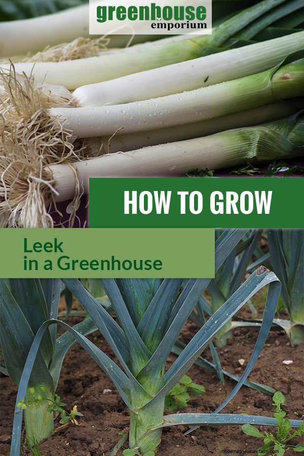 Greenhouse Gardening – How to Grow Leek?