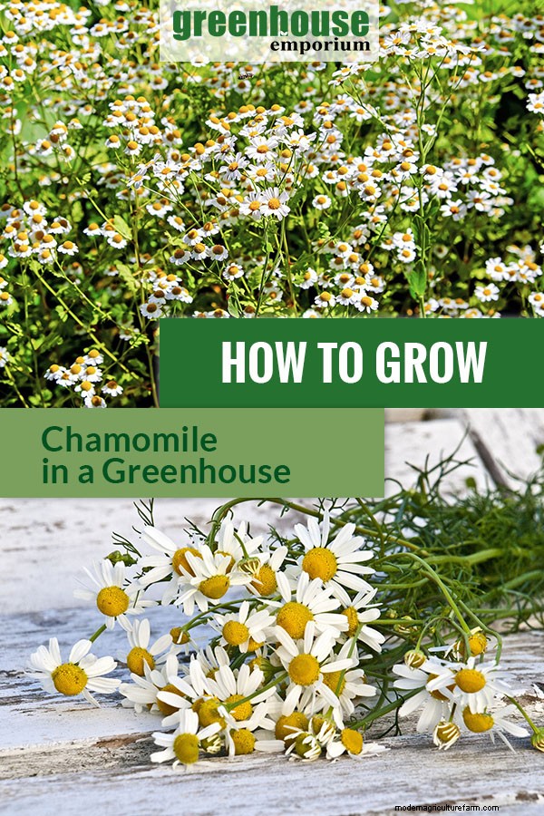 Greenhouse Gardening – How to Grow Chamomile?