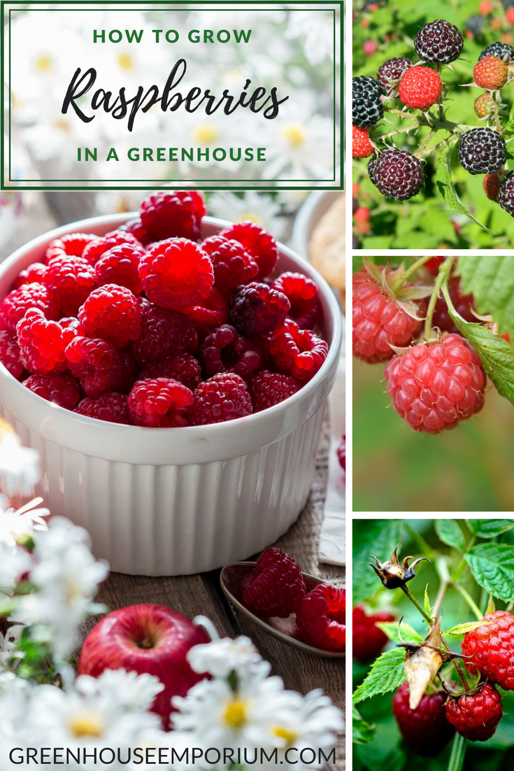 Greenhouse Gardening – How to Grow Raspberries?