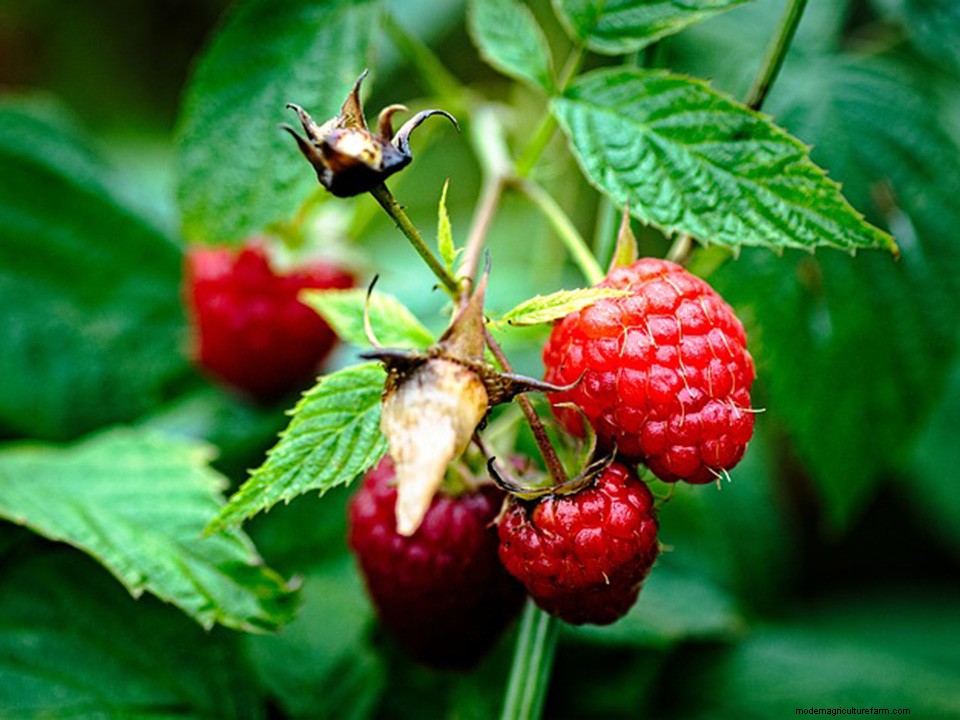 Greenhouse Gardening – How to Grow Raspberries?