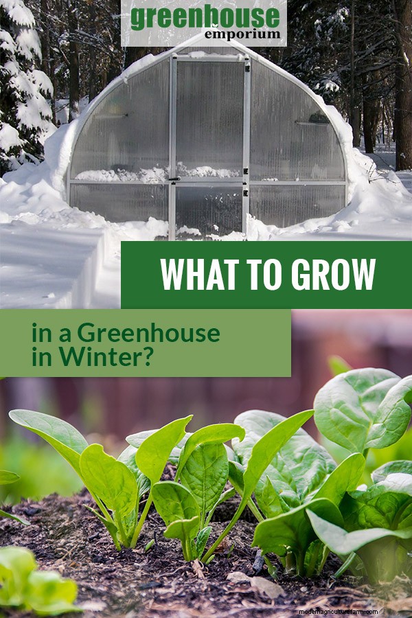 Greenhouse Gardening in Winter: What Plants To Grow in the Cold Season?