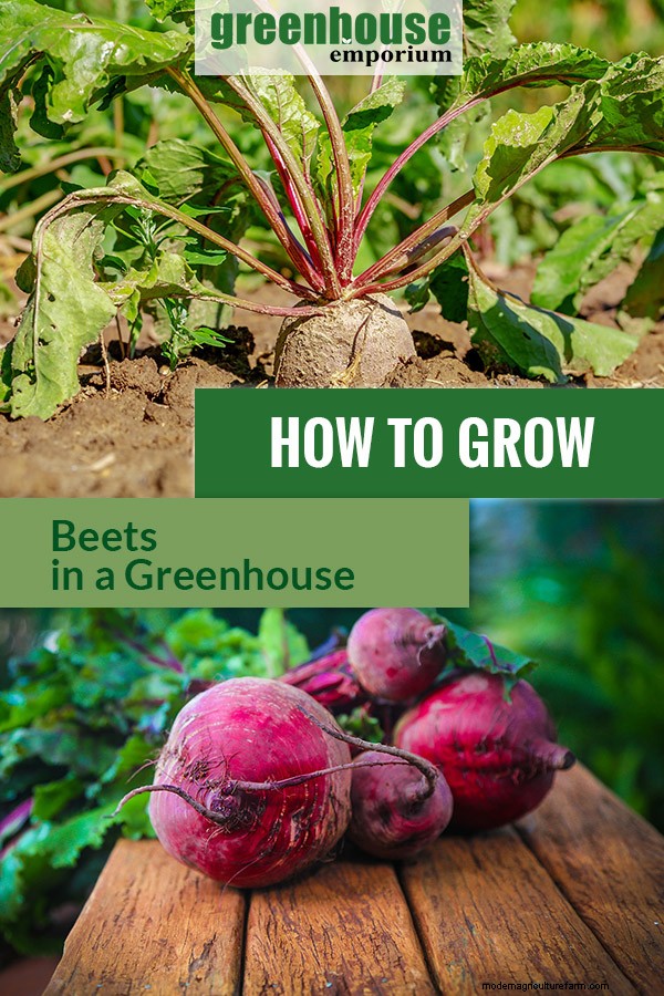 Greenhouse Gardening – How to Grow Beets?