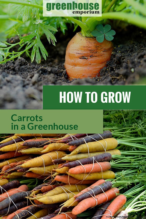 Greenhouse Gardening – How To Grow Carrots?
