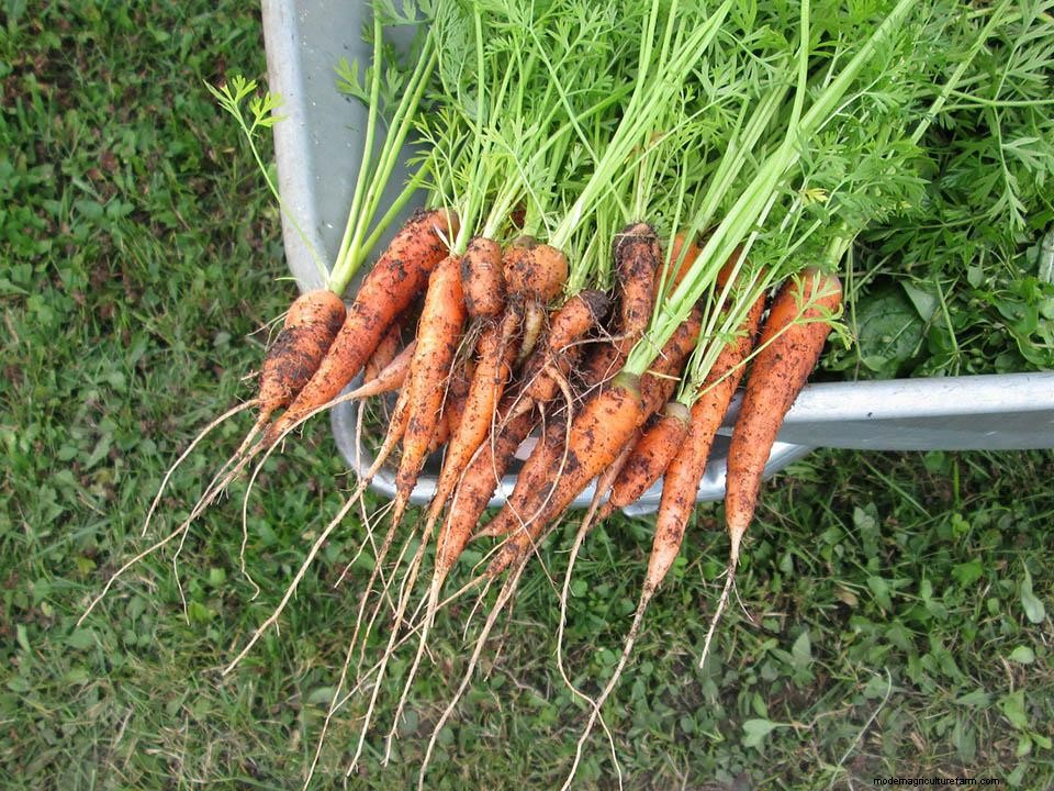 Greenhouse Gardening – How To Grow Carrots?