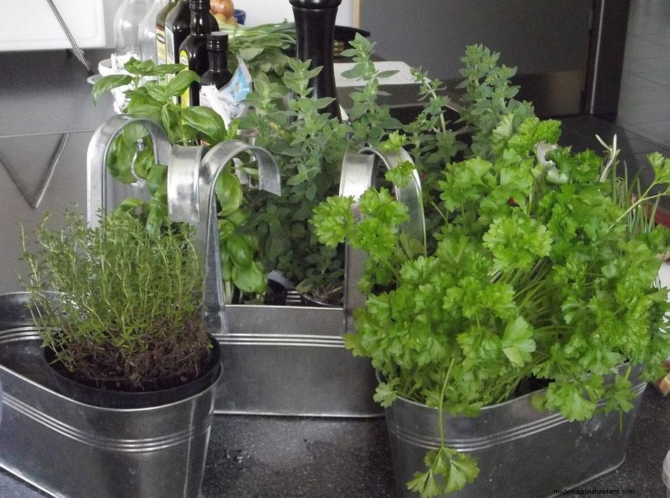 How To Grow Herbs in a Greenhouse