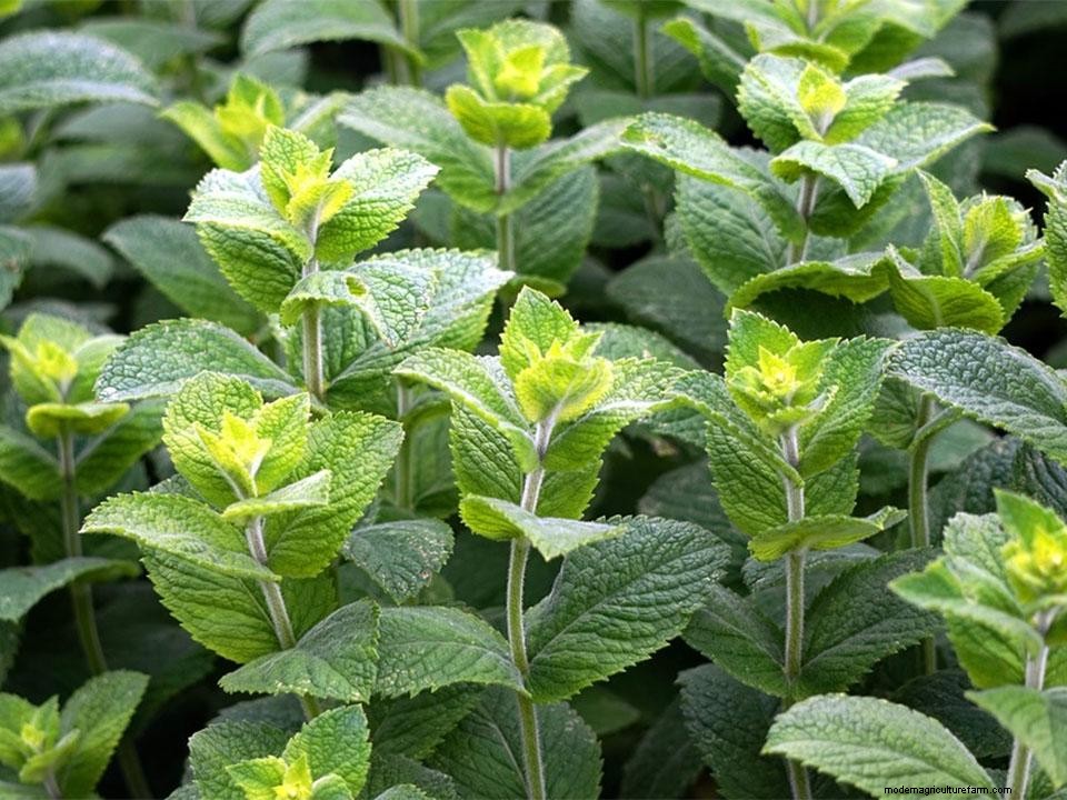 How To Grow Herbs in a Greenhouse