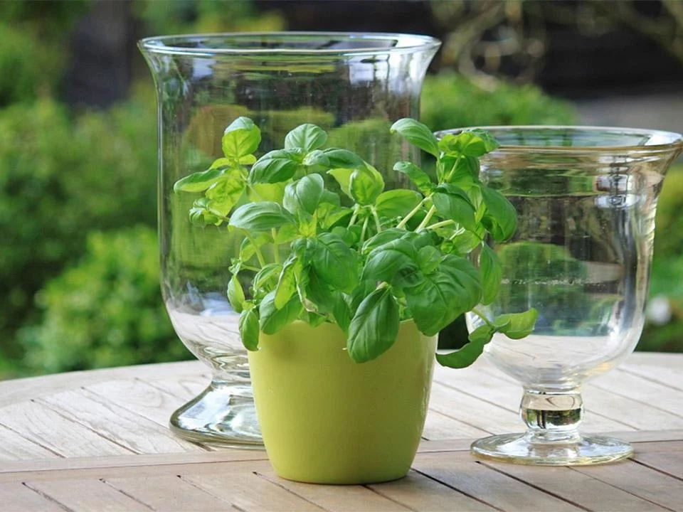 How To Grow Herbs in a Greenhouse