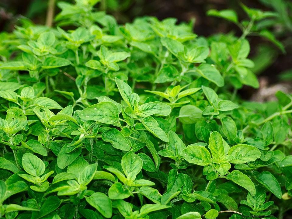 How To Grow Herbs in a Greenhouse