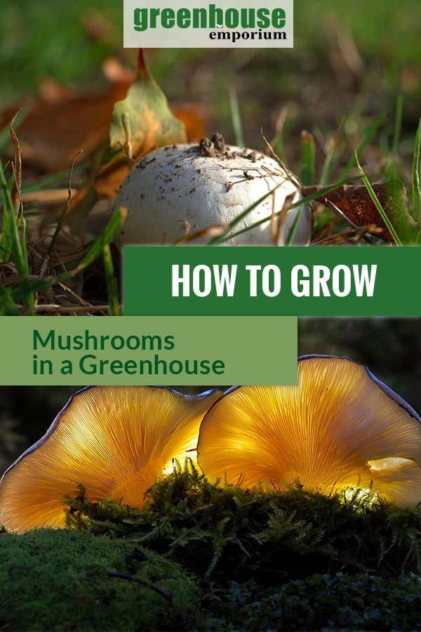 Greenhouse Gardening – How To Grow Mushrooms