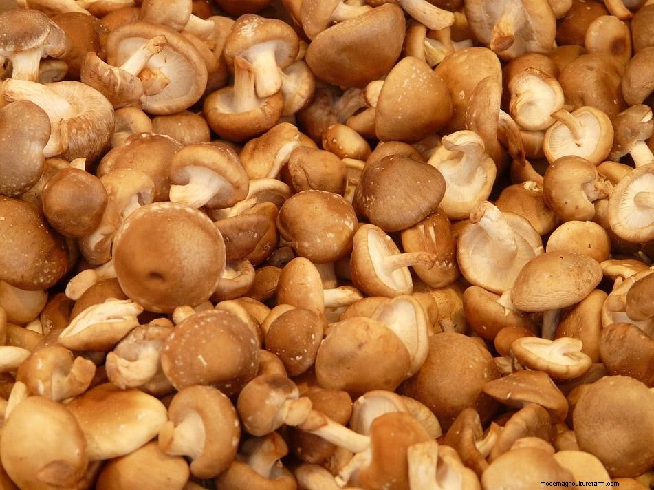 Greenhouse Gardening – How To Grow Mushrooms