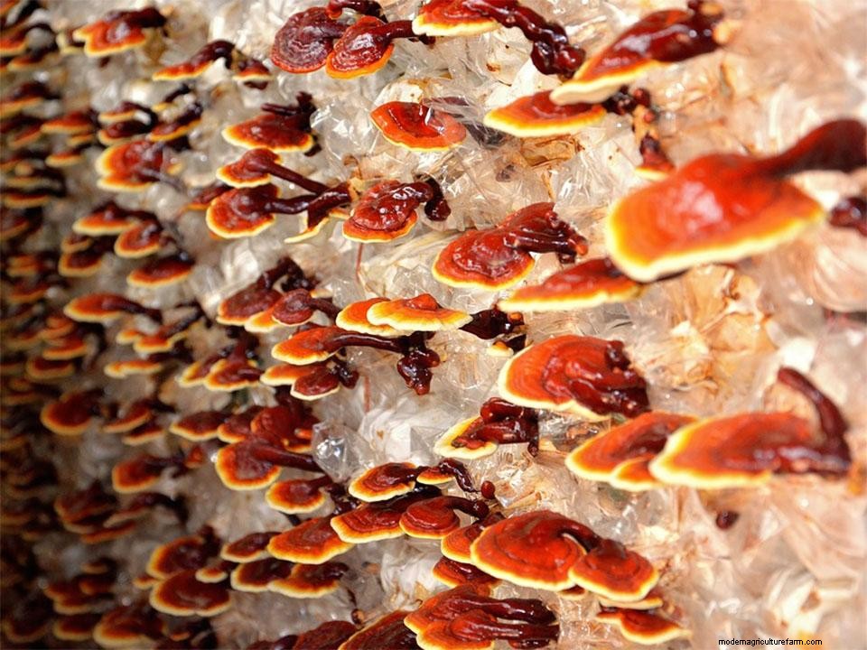 Greenhouse Gardening – How To Grow Mushrooms