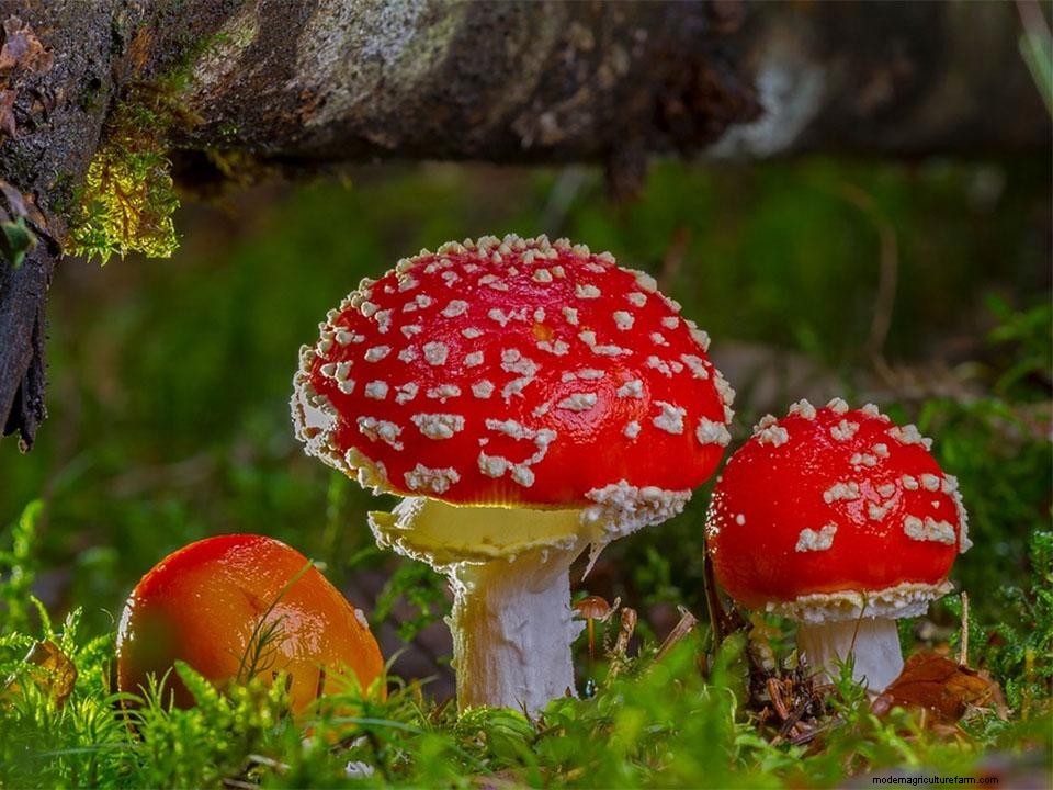 Greenhouse Gardening – How To Grow Mushrooms