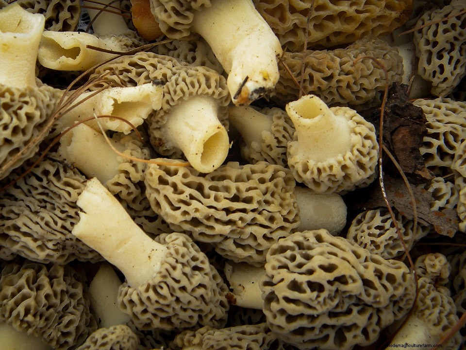 Greenhouse Gardening – How to Grow Morel Mushrooms