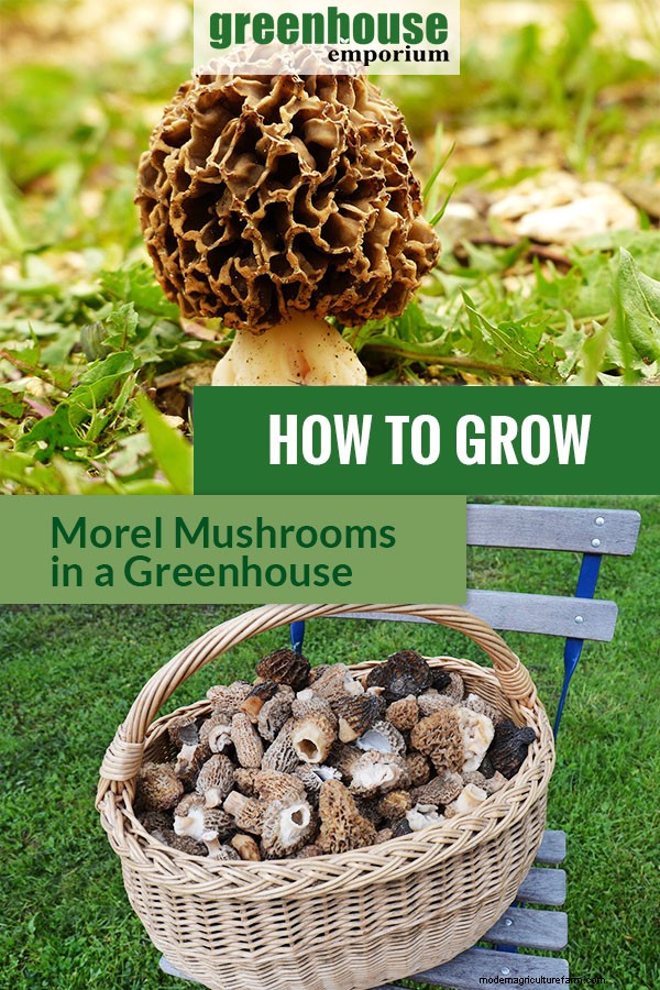 Greenhouse Gardening – How to Grow Morel Mushrooms