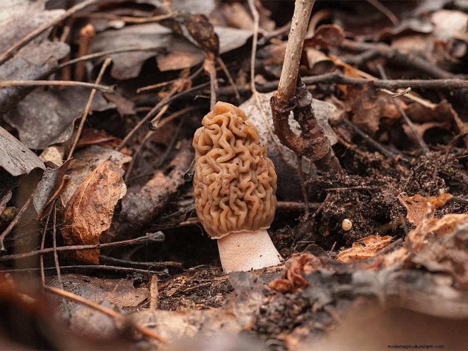 Greenhouse Gardening – How to Grow Morel Mushrooms