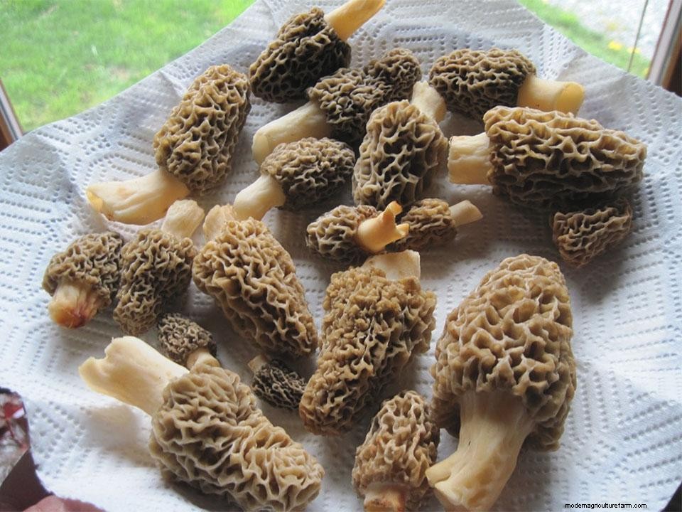 Greenhouse Gardening – How to Grow Morel Mushrooms