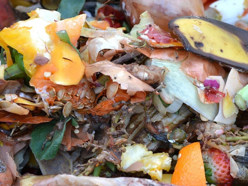 Can You Start Composting in Urban Areas?
