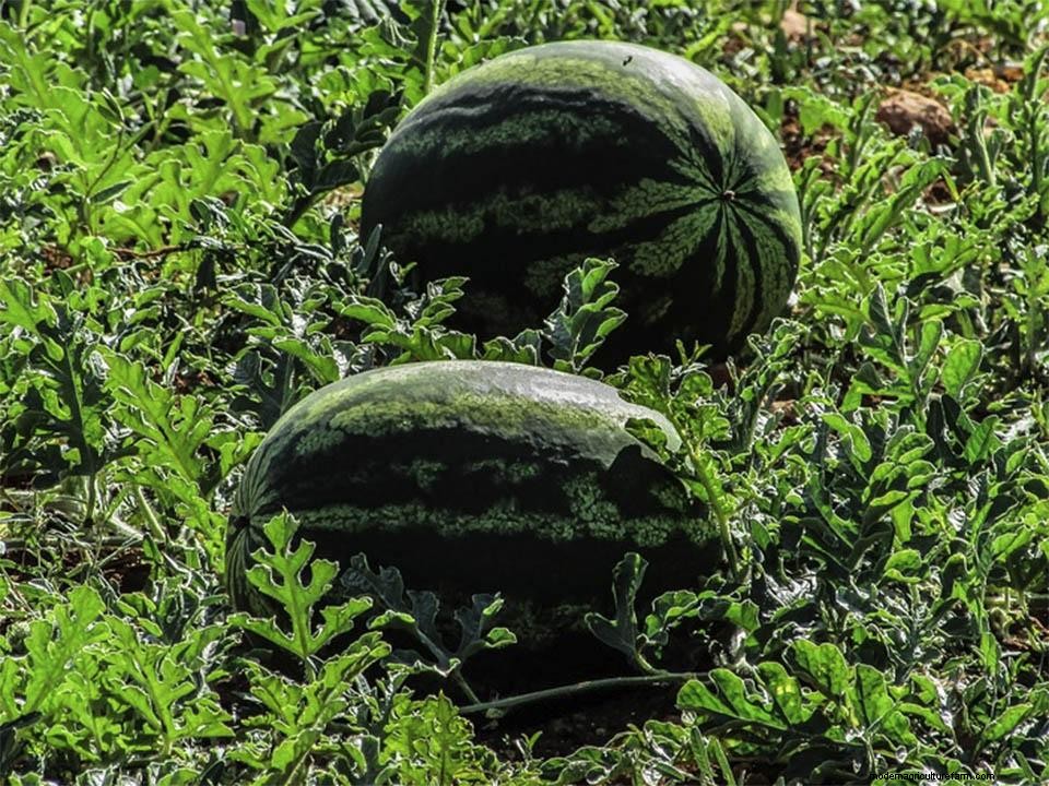 Greenhouse Gardening – How To Grow Watermelons