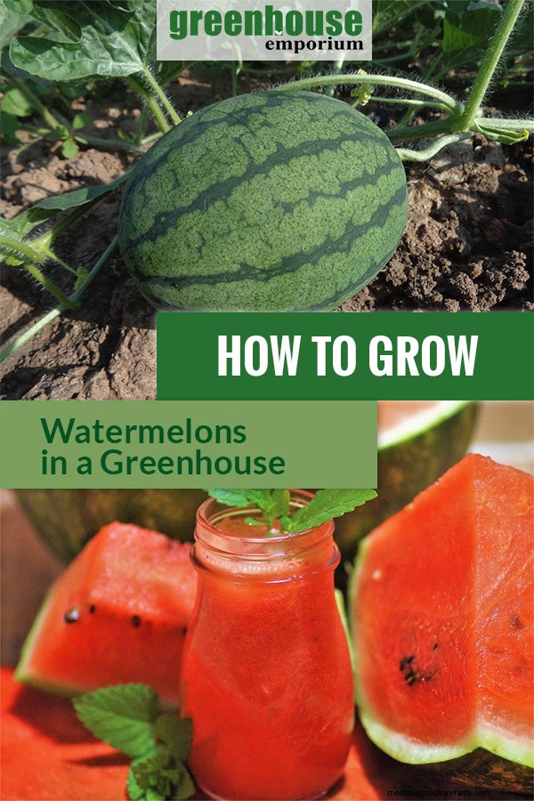 Greenhouse Gardening – How To Grow Watermelons