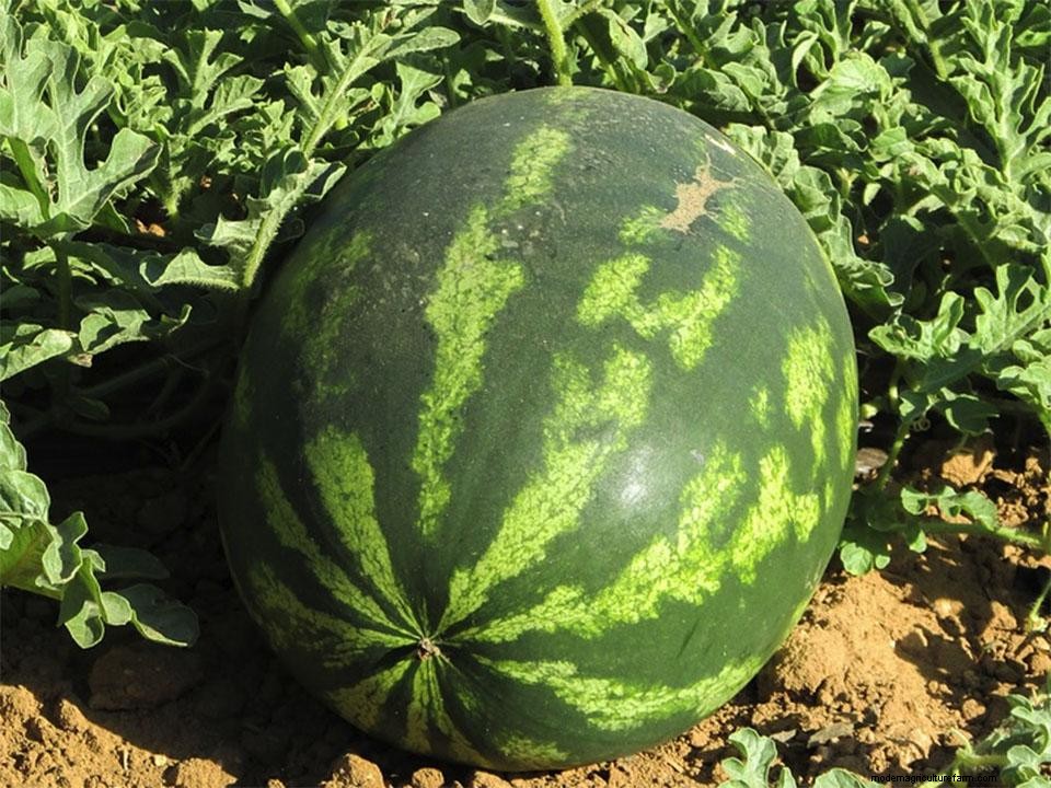 Greenhouse Gardening – How To Grow Watermelons