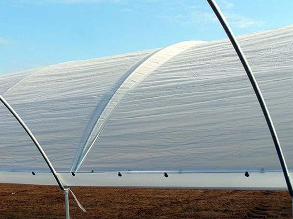 Best Greenhouse Covering Materials for DIY Greenhouses