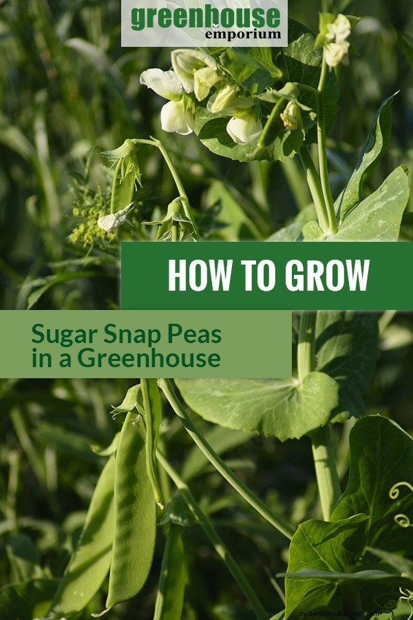 Greenhouse Gardening – How To Grow Sugar Snap Peas?