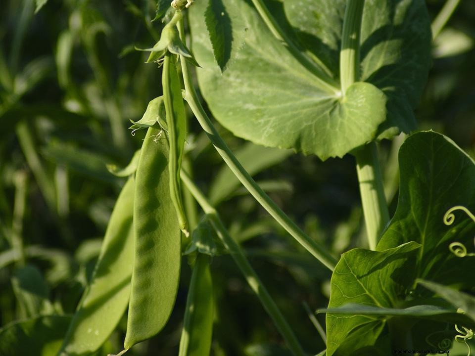 Greenhouse Gardening – How To Grow Sugar Snap Peas?