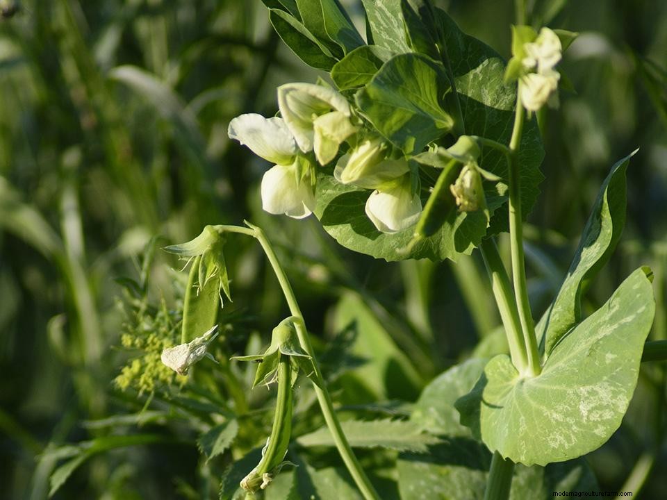 Greenhouse Gardening – How To Grow Sugar Snap Peas?