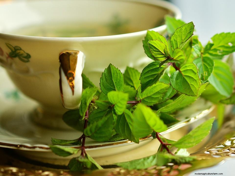 42 Easy To Grow Greenhouse Plants For Beginners