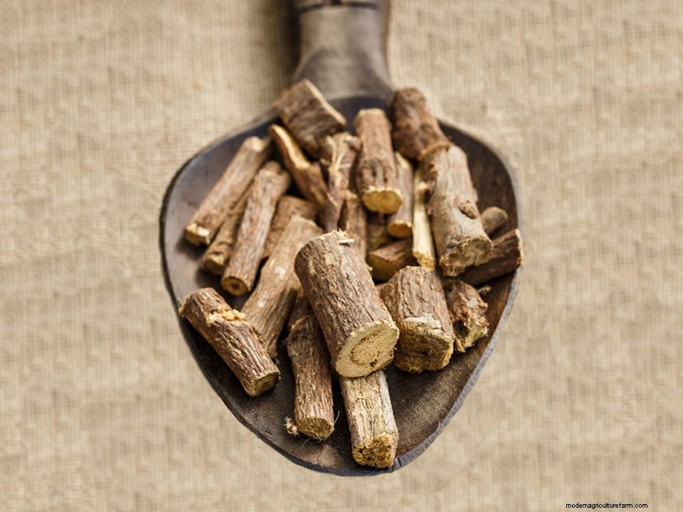 42 Easy To Grow Greenhouse Plants For Beginners