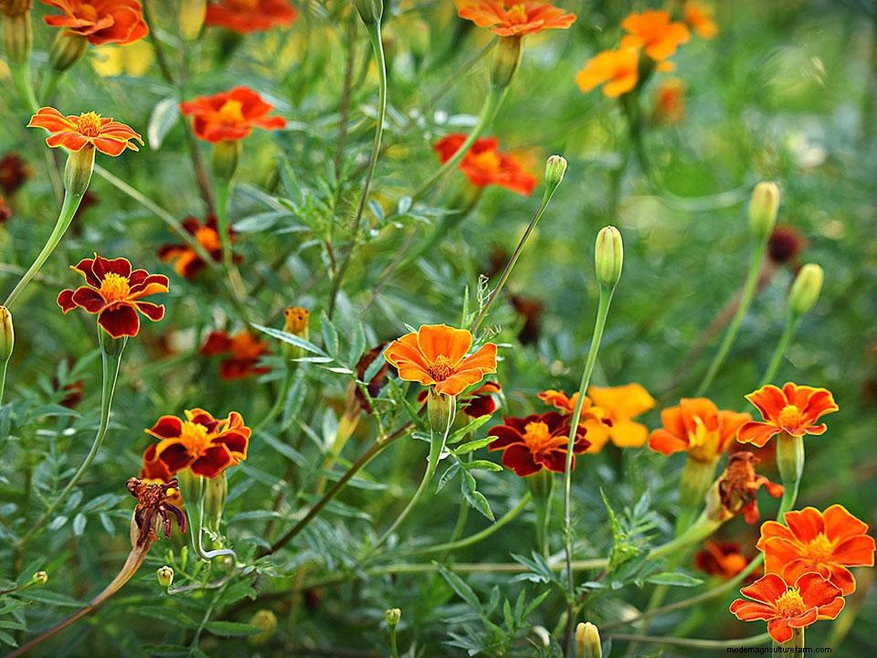 42 Easy To Grow Greenhouse Plants For Beginners