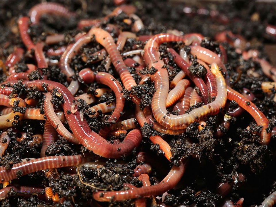 How to Start a Worm Farm for Your Greenhouse