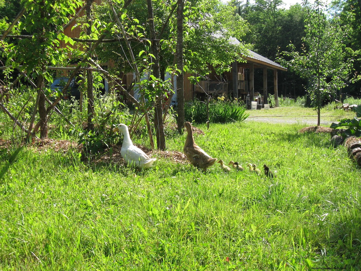 How to Grow Hardy Kiwi (Hardy to -40 degrees!)
