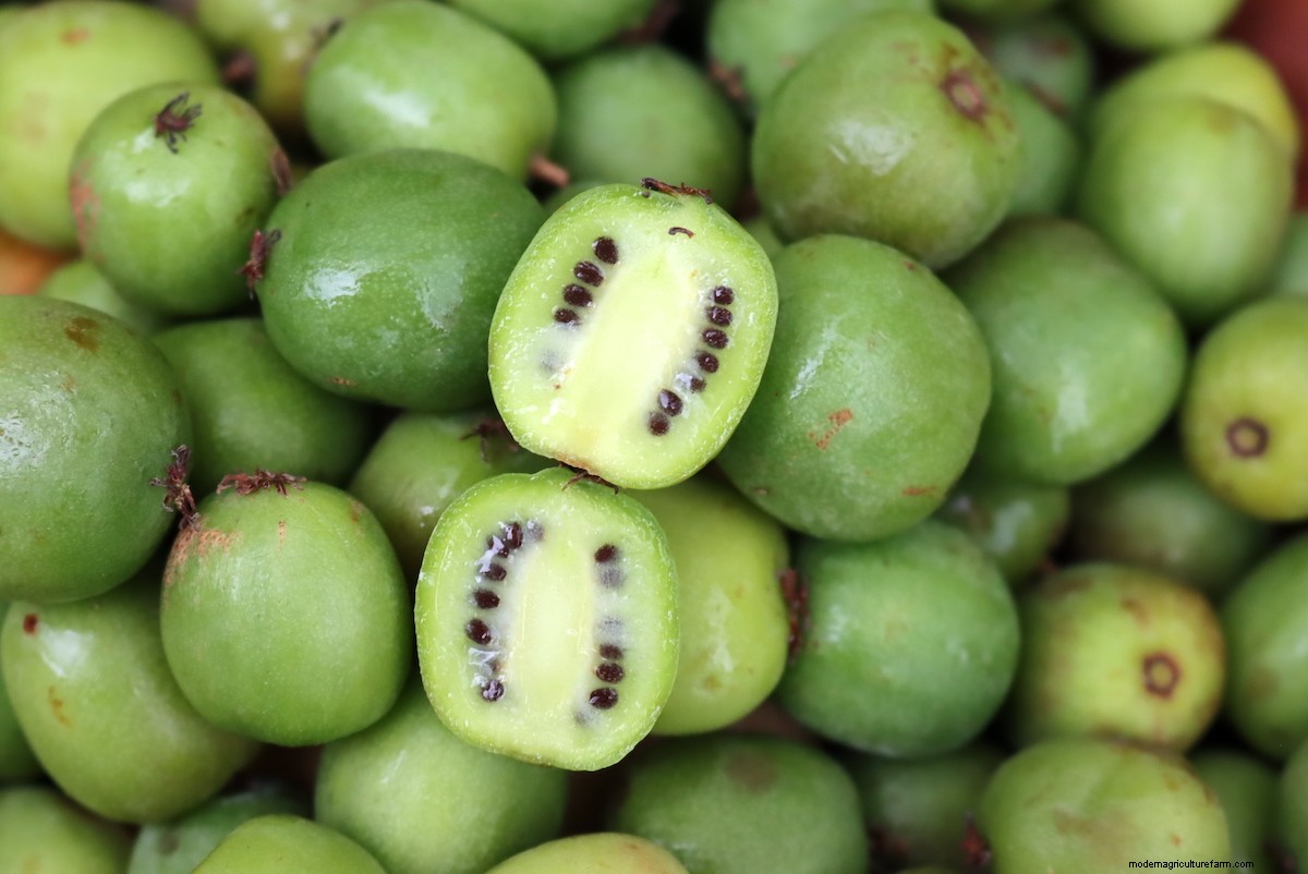 How to Grow Hardy Kiwi (Hardy to -40 degrees!)