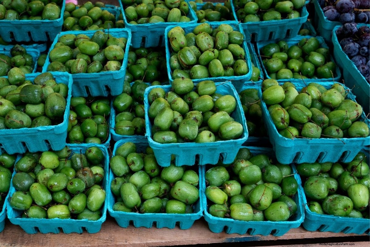 How to Grow Hardy Kiwi (Hardy to -40 degrees!)