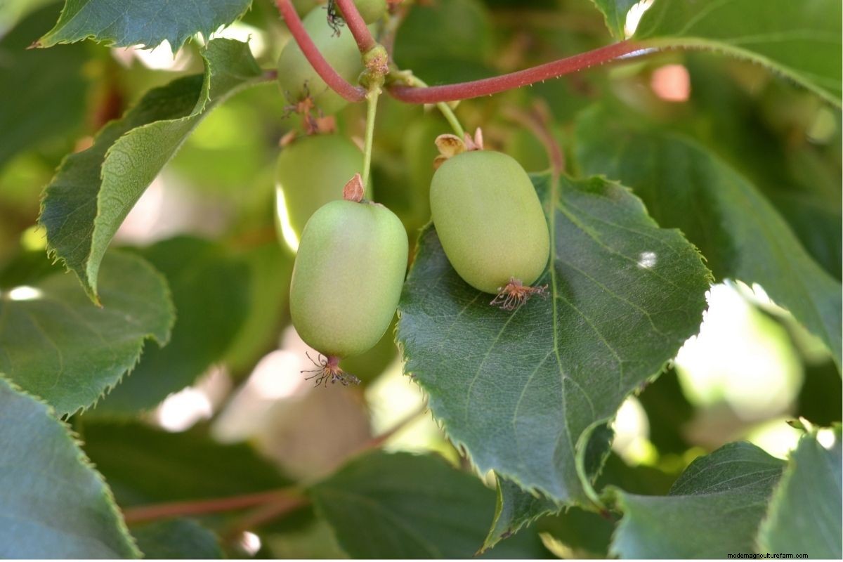 How to Grow Hardy Kiwi (Hardy to -40 degrees!)