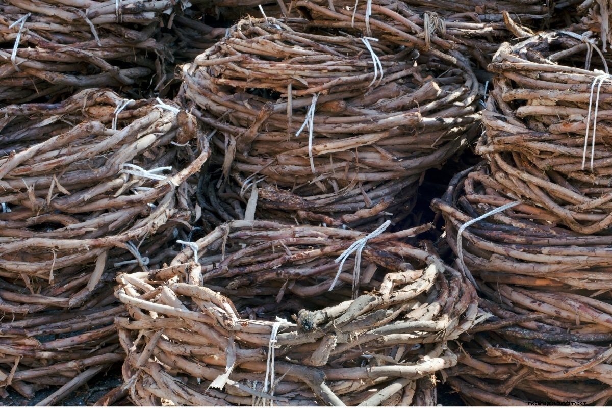 How to Grow Hardy Kiwi (Hardy to -40 degrees!)