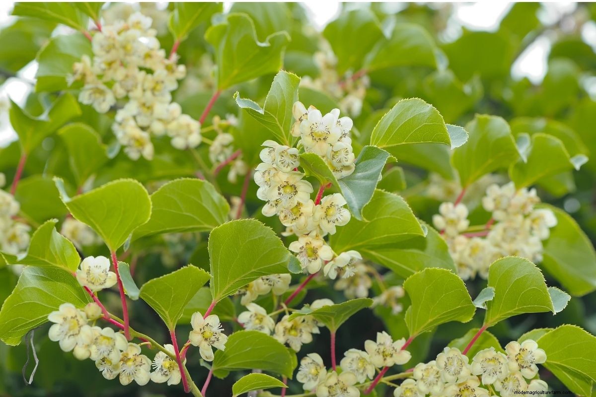 How to Grow Hardy Kiwi (Hardy to -40 degrees!)